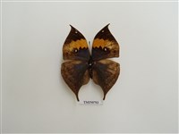 藏品(枯葉蝶)的圖片